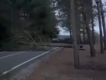 Caída de árboles por frente de mal tiempo bloquea salida de Tunquén hacia Quintay