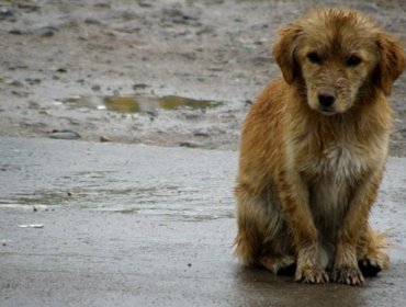 Valparaíso habilita refugio temporal para animales comunitarios durante el sistema frontal