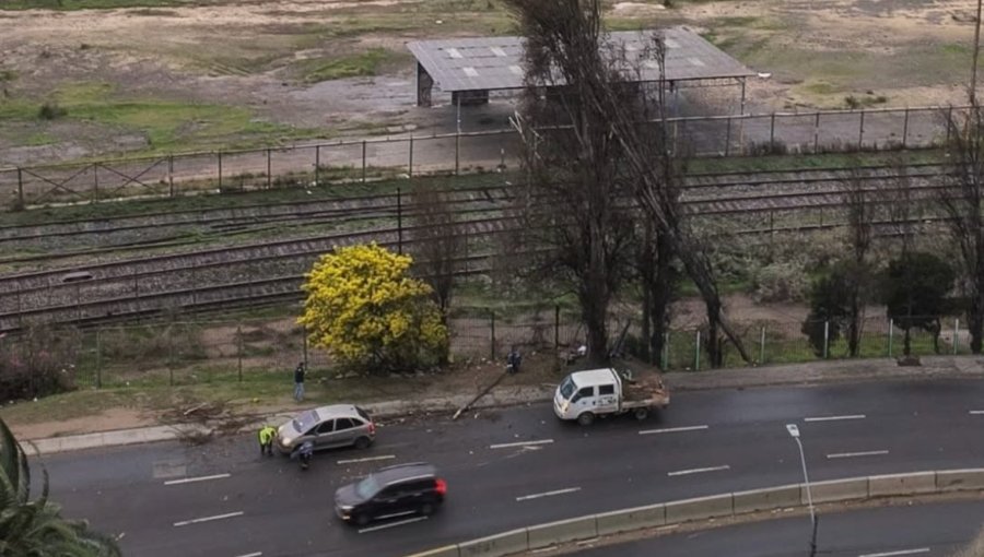 Caída de árbol en Avenida España despliega operativo de emergencia en Valparaíso
