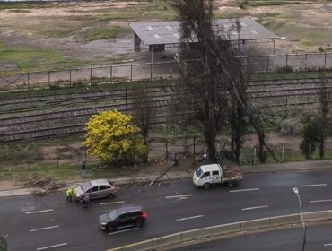 Caída de árbol en Avenida España despliega operativo de emergencia en Valparaíso