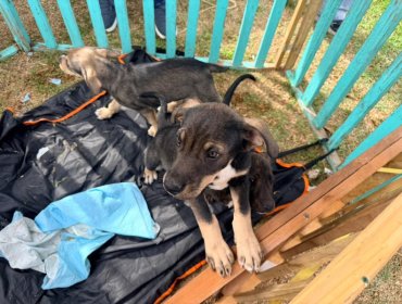 Municipalidad de Villa Alemana coordina habilitación de red de hogares temporales de emergencia para animales afectados por el sistema frontal