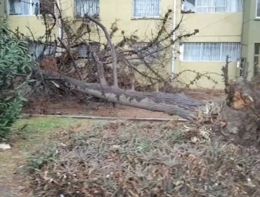 Caída de árbol deja viviendas afectadas en Villa Arturo Prat en Quillota