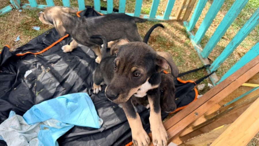 Municipalidad de Villa Alemana coordina habilitación de red de hogares temporales de emergencia para animales afectados por el sistema frontal