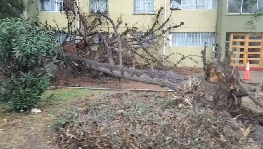 Caída de árbol deja viviendas afectadas en Villa Arturo Prat en Quillota