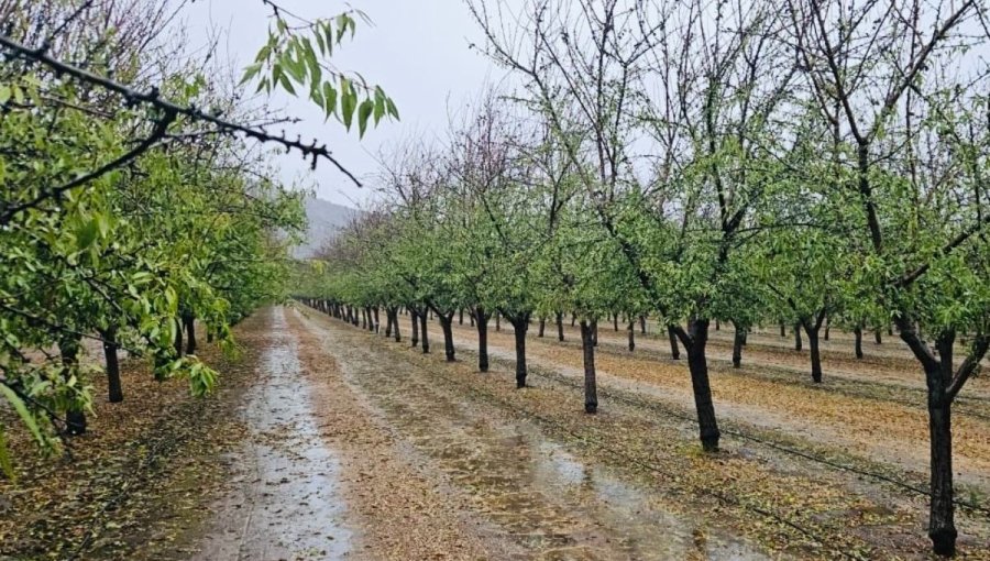 Minagri descarta mayores daños en el agro por sistema frontal, pero advierte posible afectación a cultivos