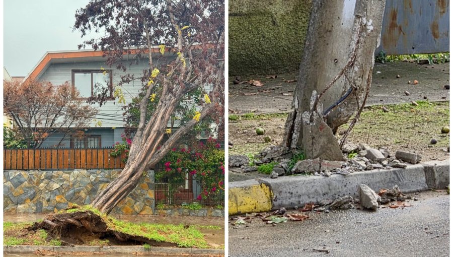 Vecinos advirtieron el riesgo, pero no hubo respuesta: caída de árboles reaviva críticas contra la Municipalidad de Viña del Mar