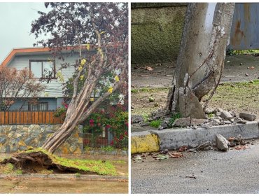 Vecinos advirtieron el riesgo, pero no hubo respuesta: caída de árboles reaviva críticas contra la Municipalidad de Viña del Mar