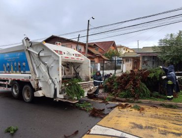Caída de árboles marcó el paso del sistema frontal por Villa Alemana: siete casas afectadas