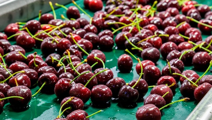 Frutas de Chile buscará revertir arancel del 12,5% en negociación con Estados Unidos