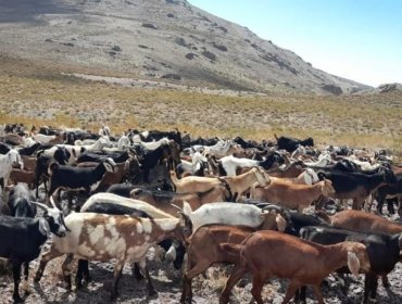 Aprueban recursos de emergencia para ir en apoyo de crianceros y pequeños productores ganaderos de la V Región afectados por lluvias