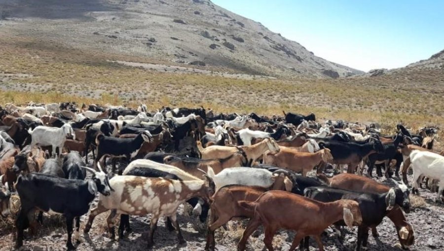 Aprueban recursos de emergencia para ir en apoyo de crianceros y pequeños productores ganaderos de la V Región afectados por lluvias