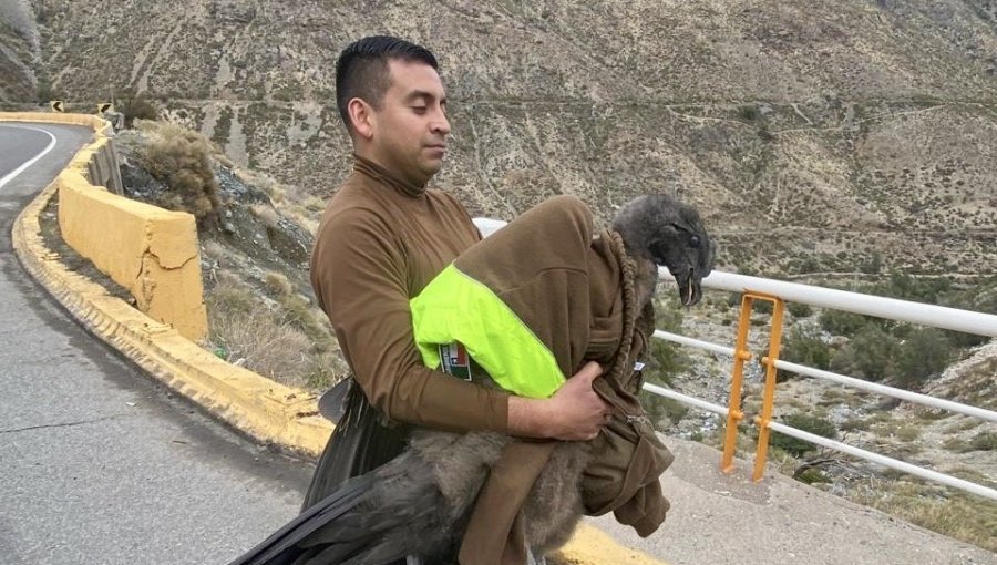 Carabineros rescata a cóndor herido encontrado a un costado de la ruta Los Libertadores en Los Andes