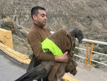 Carabineros rescata a cóndor herido encontrado a un costado de la ruta Los Libertadores en Los Andes