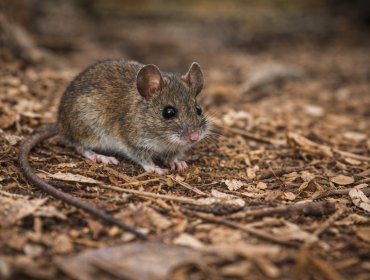 Minsal declara Alerta Sanitaria por hantavirus desde Atacama a Magallanes ante aumento de letalidad