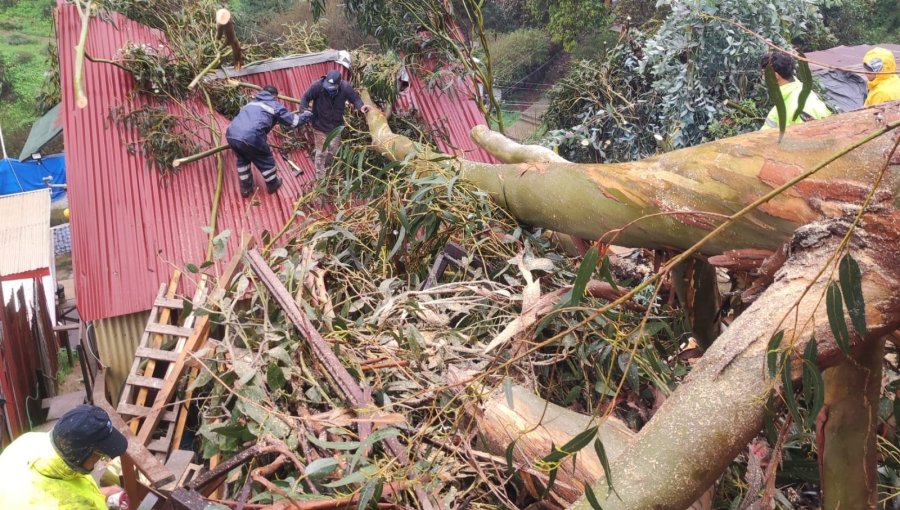 Árbol de gran tamaño cae sobre una vivienda en el cerro Rodelillo de Valparaíso