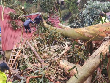 Árbol de gran tamaño cae sobre una vivienda en el cerro Rodelillo de Valparaíso