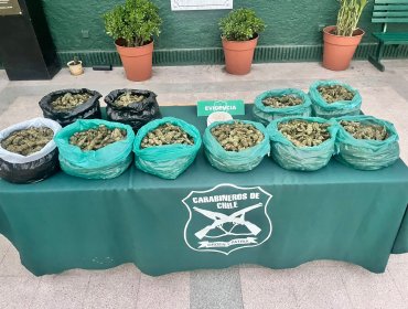Detienen a hombre que fue sorprendido con 10 sacos de marihuana en su domicilio en Quilicura