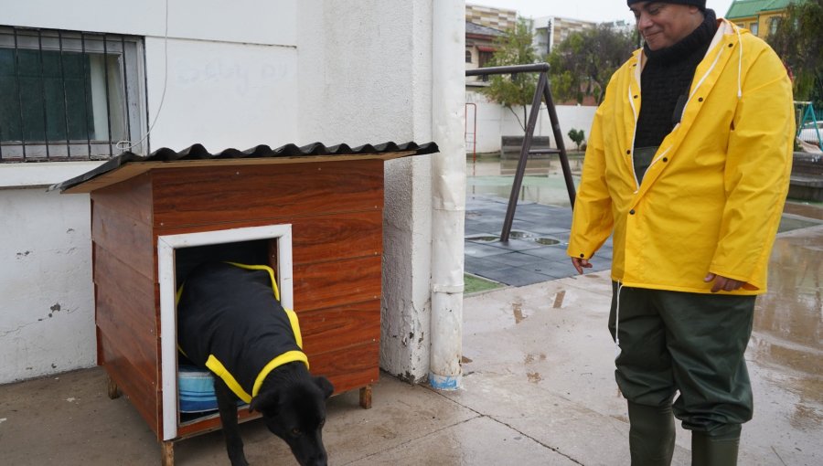 La Ligua instala casitas para perros comunitarios y les entrega capas impermeables para enfrentar el invierno