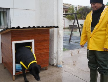 La Ligua instala casitas para perros comunitarios y les entrega capas impermeables para enfrentar el invierno