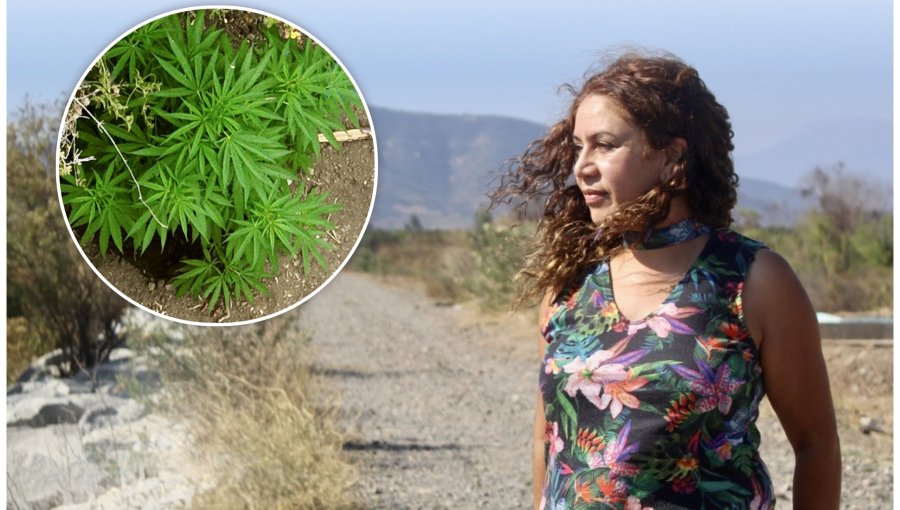 La gran teleserie de la marihuana hallada en La Cruz: reconstrucción completa del caso que tiene en la mira a la alcaldesa Filomena Navia