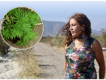 La gran teleserie de la marihuana hallada en La Cruz: reconstrucción completa del caso que tiene en la mira a la alcaldesa Filomena Navia