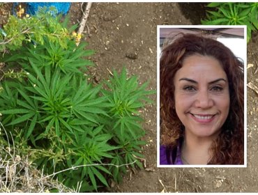 Fiscalía abre dos causas por hallazgo de plantación de marihuana en La Cruz: una de ellas apunta a la alcaldesa por no denunciar