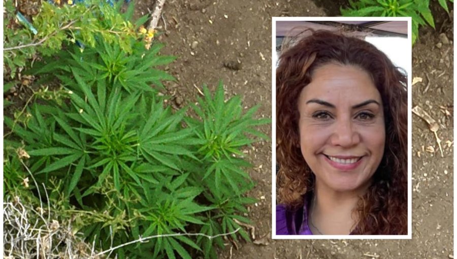 Fiscalía abre dos causas por hallazgo de plantación de marihuana en La Cruz: una de ellas apunta a la alcaldesa por no denunciar