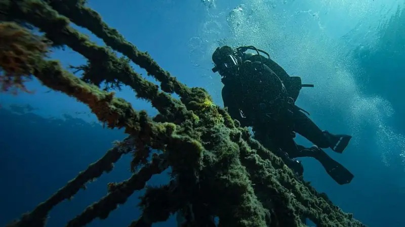 Cómo los buques varados en Ormuz pueden desencadenar una "superpropagación" de especies marinas invasoras