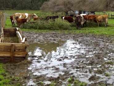 Escándalo agrícola en la V Región: cuestionan priorización exclusiva del rubro ganadero en distribución de fondos de emergencia