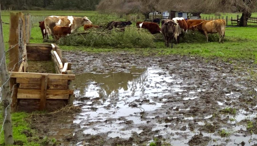 Escándalo agrícola en la V Región: cuestionan priorización exclusiva del rubro ganadero en distribución de fondos de emergencia