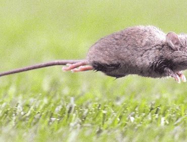 Ministerio de Salud suma el hantavirus a alerta sanitaria por aumento de casos y letalidad