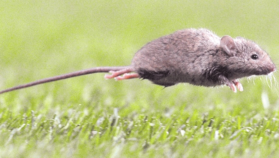 Ministerio de Salud suma el hantavirus a alerta sanitaria por aumento de casos y letalidad