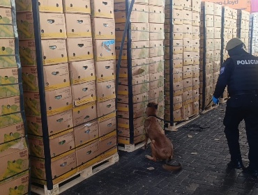 Descubren más de una tonelada de cocaína en cajas de frutas en Ecuador con destino a España