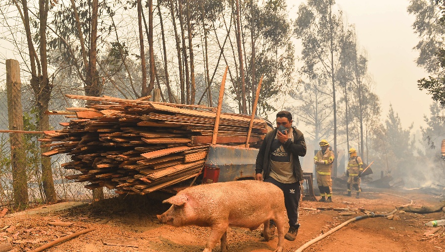 Destinan $9.800 millones para reforestar 4.000 hectáreas de bosques incendiados en la región del Biobío