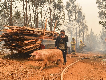 Destinan $9.800 millones para reforestar 4.000 hectáreas de bosques incendiados en la región del Biobío