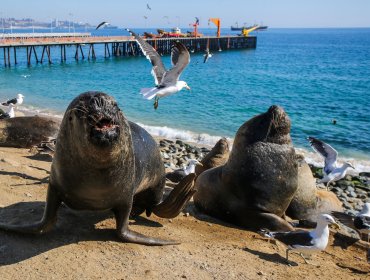 Insólito ataque de lobo marino en Valparaíso: hombre resultó herido tras fuerte mordida