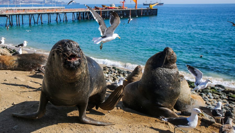 Insólito ataque de lobo marino en Valparaíso: hombre resultó herido tras fuerte mordida