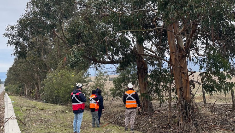 Más de 50 árboles en la mira por riesgo para las rutas de Zapallar: Municipio, Conaf y el MOP activan plan preventivo