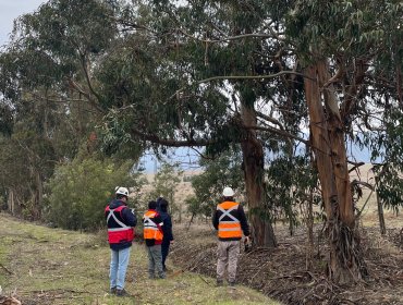 Más de 50 árboles en la mira por riesgo para las rutas de Zapallar: Municipio, Conaf y el MOP activan plan preventivo