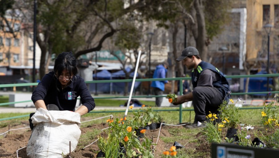 Municipio de Valparaíso incorpora cerca de 200 nuevas plantas en la plaza O’Higgins