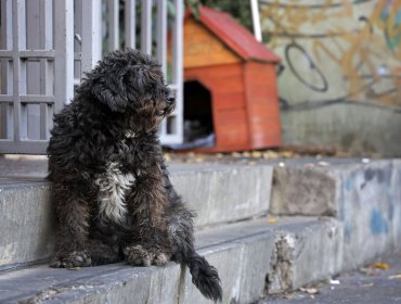 La Ligua cuestiona proyecto que permite caza de perros asilvestrados: "Matar no es una política pública responsable ni ética"