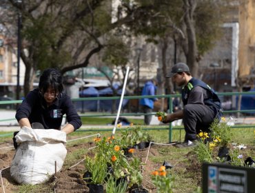 Municipio de Valparaíso incorpora cerca de 200 nuevas plantas en la plaza O’Higgins