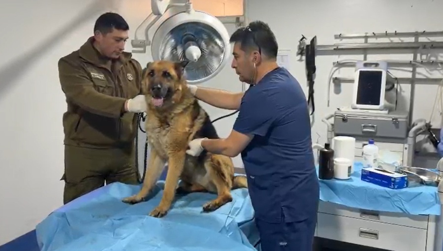 Detienen a mujer en Maipú por maltrato animal tras denuncia en redes sociales