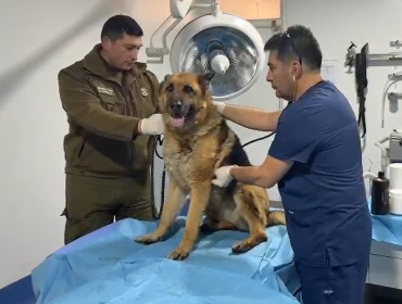 Detienen a mujer en Maipú por maltrato animal tras denuncia en redes sociales