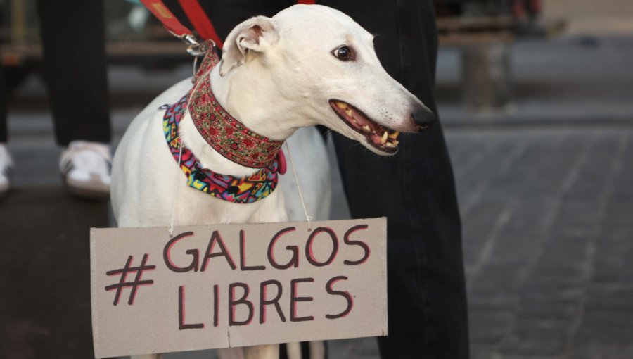 Congreso vota este martes si prohíbe o regula las carreras de galgos en Chile