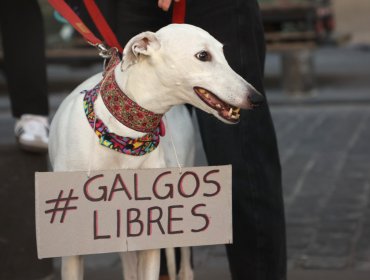 Congreso vota este martes si prohíbe o regula las carreras de galgos en Chile