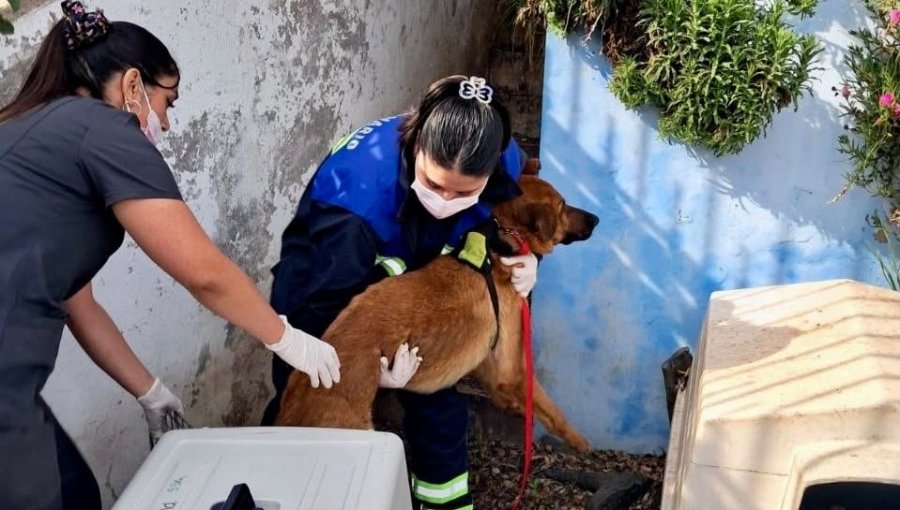 Operativo municipal permite retirar a 12 perros y 21 gatos desde inmueble en Reñaca