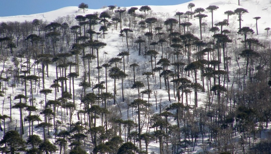 Detectan circulación ilegal de motos de nieve en Reserva Malalcahuello