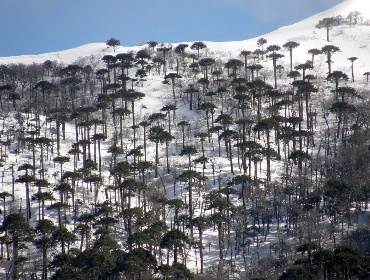 Detectan circulación ilegal de motos de nieve en Reserva Malalcahuello