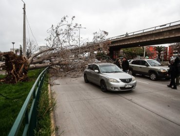Fuertes vientos provocan caída de árboles, postes y cortes de luz en distintos puntos de la RM